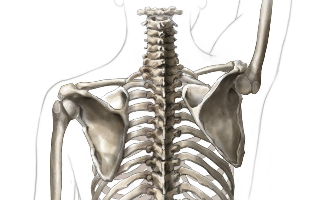 Why Rotator Cuff Exercises Won’t Fix Your Shoulder Pain